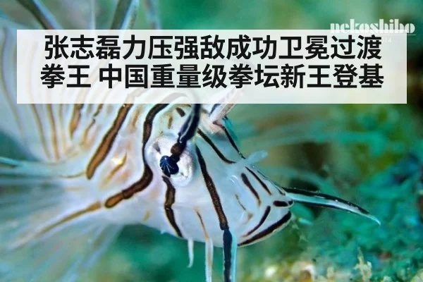 张志磊力压强敌成功卫冕过渡拳王 中国重量级拳坛新王登基